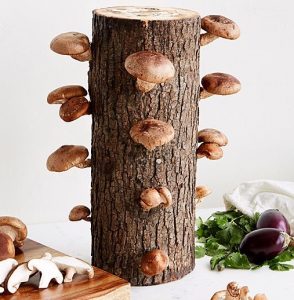 Shiitake Mushroom Log Kit Shiitake Mushroom Log Kit