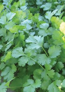 Cilantro Closeup Cilantro Closeup