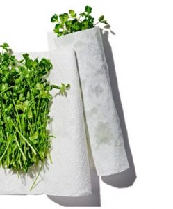 Cilantro in Paper Towel Cilantro in Damp Paper Towel