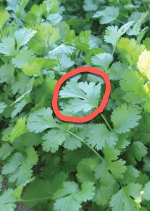 Cilantro with Line Cilantro with Leaf Outline