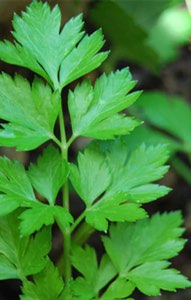 Parsley Closeup Parsley Closeup