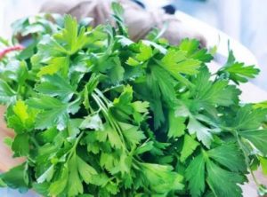 Parsley on Cutting Board Parsley on Cutting Board