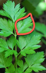 Parsley with Line Parsley with Leaf Outline