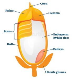 Rice Grain diagram Rice Grain diagram