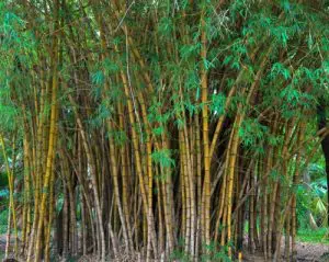 Bamboo plants Bamboo plants